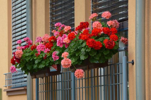 Balkongblommor – 10 blommor som trivs på balkongen