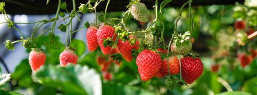 Odla jordgubbar i kruka – såhär lyckas du!